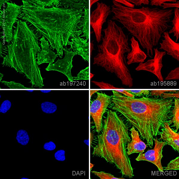 ab197240 staining alpha smooth muscle actin in HeLa cells. The cells were fixed with 4% formaldehyde (10 min), permeabilized with 0.1% Triton X-100 for 5 minutes and then blocked with 1% BSA/10% normal goat serum/0.3M glycine in 0.1%PBS-Tween for 1h. The cells were then incubated overnight at +4°C with ab197240 at a 1/100 dilution (shown in green) and ab195889, Mouse monoclonal to alpha Tubulin (Alexa Fluor® 594), at a 1/250 dilution (shown in red). Nuclear DNA was labelled with DAPI (shown in blue).Image was taken with a confocal microscope (Leica-Microsystems, TCS SP8).This product also gave a positive signal under the same testing conditions in HeLa cells fixed with 100% methanol (5 min).