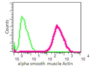 Flow cytometry analysis of Jurkat cells labelling alpha smooth muscle Actin with purified ab124964 at 1/30 (red). Cells were fixed with 2% paraformaldehyde. A FITC-conjugated goat anti-rabbit IgG (1/150) was used as the secondary antibody. Green - Isotype control, rabbit monoclonal IgG.