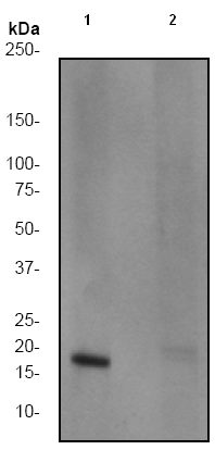 All lanes : Anti-alpha Synuclein (phospho S129) antibody [EP1536Y] (ab51253) at 1/5000 dilutionLane 1 : Fetal brain lysate, untreatedLane 2 : Fetal brain lysate, treated with APLysates/proteins at 10 µg per lane.SecondaryGoat anti-Rabbit HRP labeled at 1/2000 dilution