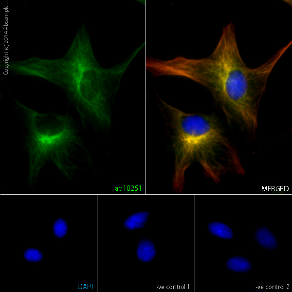 ab18251 staining alpha-Tubulin in SV40 cells. The cells were fixed with 100% methanol (5min) and then blocked in 1% BSA/10% normal goat serum/0.3M glycine in 0.1%PBS-Tween for 1h. The cells were then incubated with ab18251 at 1μl/ml and ab7291 at 1µg/ml overnight at +4°C, followed by a further incubation at room temperature for 1h with an anti-rabbit AlexaFluor® 488 (ab150081) at 2 μg/ml (shown in green) and anti-mouse AlexaFluor® 594 (ab150120) at 2 μg/ml (shown in pseudo color red). Nuclear DNA was labelled in blue with DAPI.Negative controls: 1– Rabbit primary antibody and anti-mouse secondary antibody; 2 – Mouse primary antibody and anti-rabbit secondary antibody. Controls 1 and 2 indicate that there is no unspecific reaction between primary and secondary antibodies used.