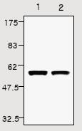 All lanes : Anti-alpha Tubulin antibody (ab24246) at 1/10000 dilutionLane 1 : HeLa cell lysates (20ug).Lane 2 : 293T cell lysates (20ug).
