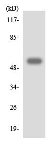 Anti-5HT2C Receptor antibody (ab136849) at 1/500 dilution + K562 cell lysate at 30 µg
