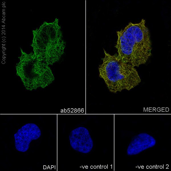 Immunofluorescent analysis of 4% paraformaldehyde-fixed HeLa cells labeling alpha Tubulin with ab52866 at 1/500 dilution. The cells were permeabilised with 0.1% Triton X-100. Anti-rabbit Alexa Fluor® 488 (ab150077) at 1/400 dilution was used as the secondary antibody (green). The confocal image shows microtubules staining on HeLa cell line. The nuclear counter stain is DAPI (blue). Tubulin is detected with ab7291 (anti-Tubulin mouse mAb) at 1/500 and anti-mouse AlexaFluor® 594 (ab150120) at 1/500 dilution (red).The negative controls are as follows:1. ab52866 at 1/500 dilution followed by anti-mouse AlexaFluor® 594 (ab150120) at 1/500 dilution.2. ab7291 (anti-Tubulin mouse mAb) at 1/500 dilution followed by anti-rabbit Alexa Fluor® 488 (ab150077) at 1/400 dilution.