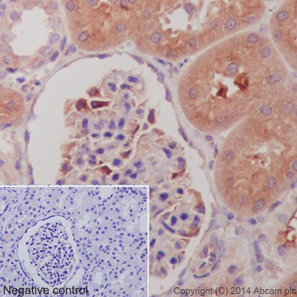 Immunohistochemistry analysis of paraffin-embedded Pig kidney tissue labeling alpha Tubulin with ab52866 at a 1/1000 dilution. Cytoplasmic staining on Pig kidney tubule and weak on glomerulus shown. Anti-Rabbit HRP (ab97051) used at a 1/100 dilution. Counter stained with Hematoxylin.Inset image: negative control obtained using PBS instead of ab52866, secondary antibody is Anti-Rabbit HRP (ab97051) at 1/100 dilution.