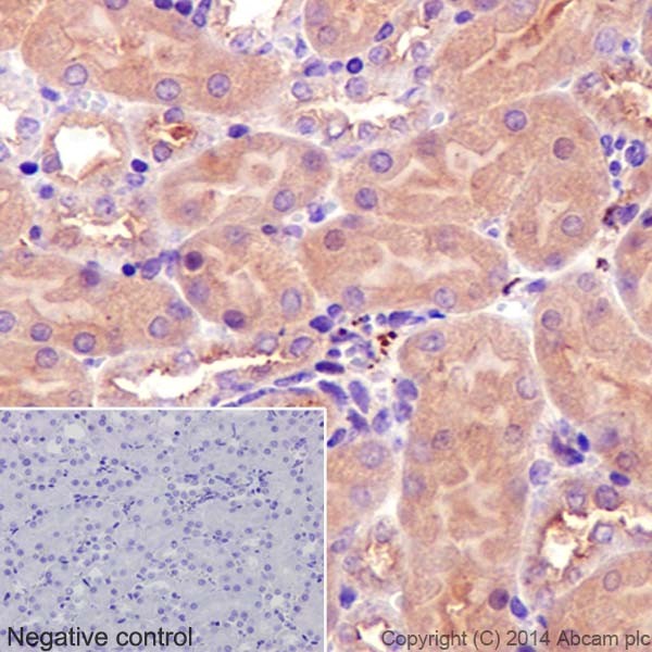 Immunohistochemistry analysis of paraffin-embedded Mouse kidney tissue labeling alpha Tubulin with ab52866 at a 1/1000 dilution. Cytoplasmic staining on Mouse kidney tubule shown. Secondary antibody Anti-Rabbit HRP (ab97051) used at a 1/500 dilution. Counter stained with Hematoxylin.Inset image: negative control obtained using PBS instead of ab52866, secondary antibody is Anti-Rabbit HRP (ab97051) at 1/500 dilution.