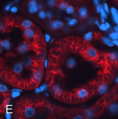 Immunohistochemical analysis of rat kidney tubule tissue, staining alpha Tubulin with ab52866.