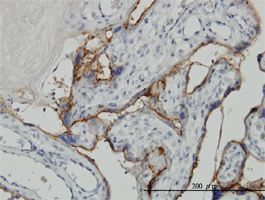 ALPPL2 antibody (ab54780) used in immunohistochemistry at 3ug/ml on formalin fixed and paraffin embedded human placenta.