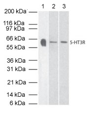 All lanes : Anti-5HT3A receptor antibody (ab13897) at 3 µg/mlLane 1 : Human Brain tissue lysateLane 2 : Mouse Brain tissue lysateLane 3 : Rat Brain tissue lysate