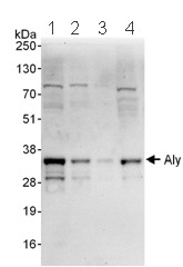 All lanes : Anti-Aly antibody (ab101979) at 0.1 µg/mlLane 1 : 293T whole cell lysate at 50 µgLane 2 : 293T whole cell lysate at 15 µgLane 3 : 293T whole cell lysate at 5 µgLane 4 : HeLa whole cell lysate at 50 µgdeveloped using the ECL technique