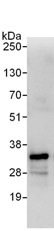 Detection of Aly by Western Blot of Immunprecipitate. ab101979, at 1 µg/ml, staining Aly in 293T whole cell lysate immunoprecipitated using ab101979 at 3 µg/mg lysate (1 mg/IP; 20% of IP loaded/lane). Detection: Chemiluminescence with an exposure time of 10 seconds.