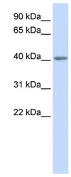 Anti-5HT5A receptor antibody (ab82924) at 1 µg/ml + human fetal muscle lysate at 10 µgSecondaryHRP conjugated anti-Rabbit IgG at 1/50000 dilution