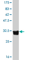 Western blot against tagged recombinant protein immunogen using ab55300 5HT5A receptor antibody at 1ug/ml.