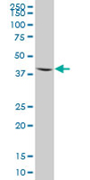 Anti-Aminomethyltransferase antibody (ab67998) at 1/500 dilution + human kidney tissue lysate at 25 µgSecondaryGoat Anti-Mouse IgG (H&L)-HRP Conjugate at 1/2500 dilution