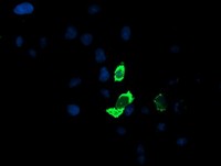 ab119839, at 1/100, immunofluorescent staining of COS7 cells transiently transfected by pCMV6-ENTRY Aminopeptidase A.