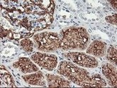 ab119839, at 1/150, staining Aminopeptidase A in paraffin embedded Human kidney tissue by Immunohistochemistry.