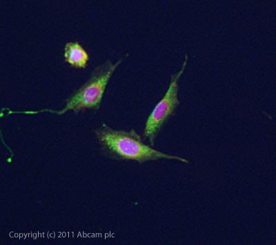 ICC/IF image of ab61562 stained SKNSH cells. The cells were 4% PFA fixed (10mins) and then incubated in 1%BSA / 10% normal goat serum / 0.3M glycine in 0.1% PBS-Tween for 1h to permeabilise the cells and block non-specific protein-protein interactions. The cells were then incubated with the antibody (ab61562, 1:200) overnight at +4°C. The secondary antibody (green) was ab96899 Dylight 488 goat anti-rabbit IgG (H+L) used at a 1/250 dilution for 1h. Alexa Fluor® 594 WGA was used to label plasma membranes (red) at a 1/200 dilution for 1h. DAPI was used to stain the cell nuclei (blue) at a concentration of 1.43µM.