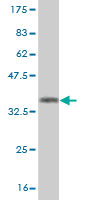 Western blot against tagged recombinant protein immunogen using ab58171 AMPK alpha 2 antibody at 1ug/ml.