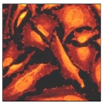 Immunofluorescent staining of HeLa cells using ab68206 at 1/100-1/250 dilution.