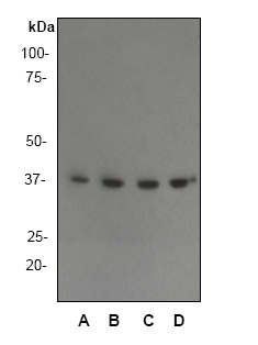 All lanes : Anti-AMPK beta 1 antibody [Y367] (ab32112) at 1/5000 dilutionLane 1 : (A) : NIH 3T3.Lane 2 : (B) : Hela.Lane 3 : (C) : A431.Lane 4 : (D) : PC-12.