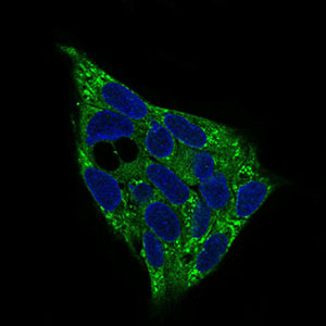 Immunofluorescent analysis of HepG2 cells labeling AMPK gamma 1 with ab181460 at 1/200 dilution (green). Blue: DRAQ5 fluorescent DNA dye.