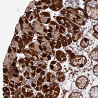 Immunohistochemical analysis of Paraffin embedded Human stomach tissue labeling ANAPC13 with ab151216 at 1/50 dilution.