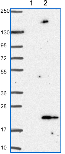 All lanes : Anti-ANAPC13 antibody (ab151216) at 1/250 dilutionLane 1 : Negative control (vector only transfected HEK293T lysate) Lane 2 : ANAPC13 over-expression lysate (Co-expressed with a C-terminal myc-DDK tag (~3.1 kDa) in mammalian HEK293T cells