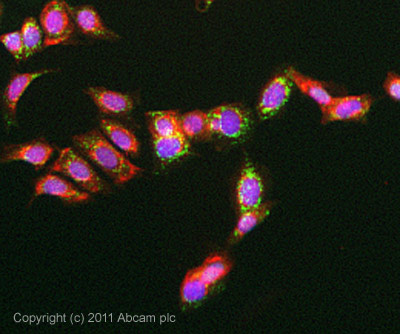 ICC/IF image of ab95389 stained MCF-7 cells. The cells were 100% methanol fixed (5 min) and then incubated in 1%BSA / 10% normal goat serum / 0.3M glycine in 0.1% PBS-Tween for 1h to permeabilise the cells and block non-specific protein-protein interactions. The cells were then incubated with the antibody ab95389 at 5µg/ml overnight at +4°C. The secondary antibody (green) was DyLight® 488 goat anti- rabbit (ab96899) IgG (H+L) used at a 1/1000 dilution for 1h. Alexa Fluor® 594 WGA was used to label plasma membranes (red) at a 1/200 dilution for 1h. DAPI was used to stain the cell nuclei (blue) at a concentration of 1.43µM.