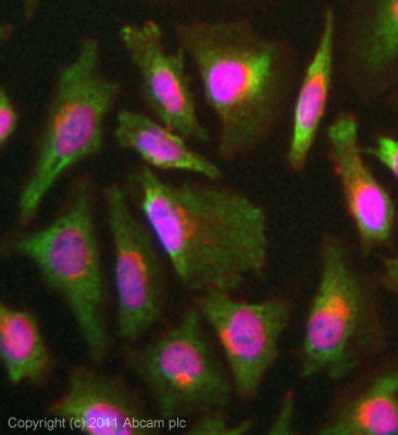 ICC/IF image of ab84049 stained HeLa cells. The cells were 4% PFA fixed (10mins) and then incubated in 1%BSA / 10% normal goat serum / 0.3M glycine in 0.1% PBS-Tween for 1h to permeabilise the cells and block non-specific protein-protein interactions. The cells were then incubated with the antibody (ab84049, 5µg/ml) overnight at +4°C. The secondary antibody (green) was ab96899 Dylight 488 goat anti-rabbit IgG (H+L) used at a 1/250 dilution for 1h. Alexa Fluor® 594 WGA was used to label plasma membranes (red) at a 1/200 dilution for 1h. DAPI was used to stain the cell nuclei (blue) at a concentration of 1.43µM.