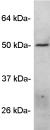 Western blot on FIAF in rat adipose tissue extract using ab2920.