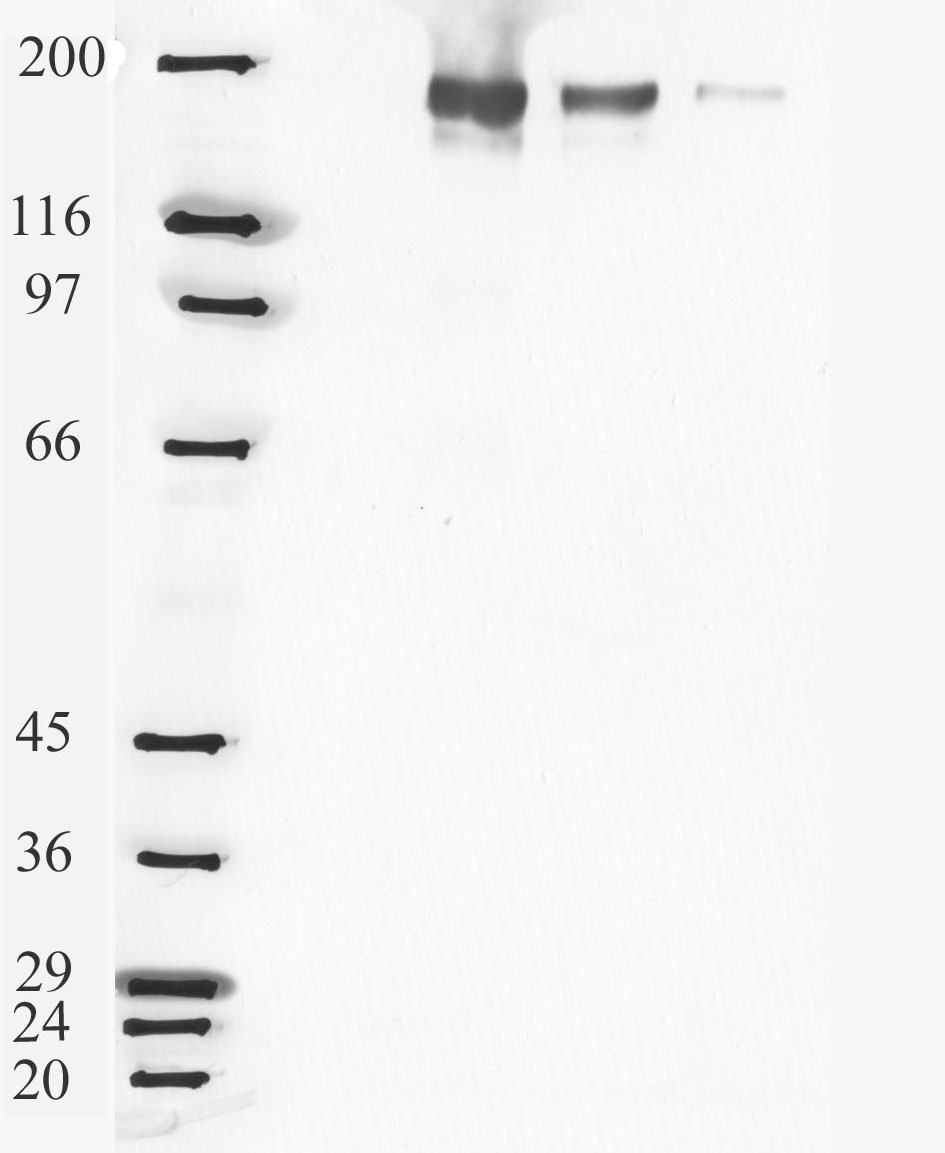 Lane 1 :  Molecular weight markersLanes 2 - 4 :  Anti-Angiotensin Converting Enzyme 1 antibody (ab28311) at 1/1000 dilutionLane 1 : As aboveLane 2 : ACE1 at 0.05 µgLane 3 : ACE1 at 0.01 µgLane 4 : ACE1 at 0.001 µgObserved band size : 150 kDa (why is the actual band size different from the predicted?)