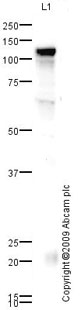Anti-Angiotensin Converting Enzyme 2 antibody (ab65863) at 1 µg/ml + Kidney (Human) Tissue Lysate - adult normal tissue (ab30203) at 10 µgSecondaryGoat polyclonal to Rabbit IgG - H&L - Pre-Adsorbed (HRP) at 1/3000 dilutiondeveloped using the ECL techniquePerformed under reducing conditions.