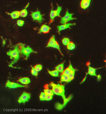 ICC/IF image of ab19134 stained PC12 cells. The cells were 4% formaldehyde fixed (10 min) and then incubated in 1%BSA / 10% normal goat serum / 0.3M glycine in 0.1% PBS-Tween for 1h to permeabilise the cells and block non-specific protein-protein interactions. The cells were then incubated with the antibody (ab19134, 1µg/ml) overnight at +4°C. The secondary antibody (green) was Alexa Fluor® 488 goat anti-rabbit IgG (H+L) used at a 1/1000 dilution for 1h. Alexa Fluor® 594 WGA was used to label plasma membranes (red) at a 1/200 dilution for 1h. DAPI was used to stain the cell nuclei (blue) at a concentration of 1.43µM.