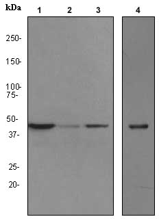 All lanes : Anti-Angiotensin II Type 2 Receptor antibody [EPR3876] (ab92445) at 1/1000 dilutionLane 1 : HepG2 cell lysateLane 2 : 293T cell lysateLane 3 : HeLa cell lysateLane 4 : Fetal liver lysateLysates/proteins at 10 µg per lane.SecondaryHRP labelled goat anti-rabbit at 1/2000 dilution