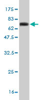 Western blot against tagged recombinant protein immunogen using ab57240 ANGPTL5 antibody at 1ug/ml.