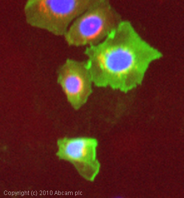 ICC/IF image of ab3099 stained MCF7 cells. The cells were 100% methanol fixed (5 min) and then incubated in 1%BSA / 10% normal goat serum / 0.3M glycine in 0.1% PBS-Tween for 1h to permeabilise the cells and block non-specific protein-protein interactions. The cells were then incubated with the antibody (ab3099, 5µg/ml) overnight at +4°C. The secondary antibody (green) was Alexa Fluor® 488 goat anti-mouse IgG (H+L) used at a 1/1000 dilution for 1h. Alexa Fluor® 594 WGA was used to label plasma membranes (red) at a 1/200 dilution for 1h. DAPI was used to stain the cell nuclei (blue) at a concentration of 1.43µM.