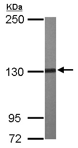Anti-Anillin antibody - C-terminal (ab154337) at 1/500 dilution + NIH 3T3 whole cell lysate at 30 µg
