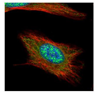 Confocal immunofluorescence analysis of methanol-fixed HeLa cells, labeling Anillin with ab154337 at 1/500 dilution (green). Alpha-tubulin filaments are labeled in red.