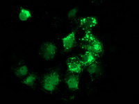 ab124035, at 1/100 dilution, staining ANKRD53 in COS7 cells transiently transfected with pCMV6-ENTRY ANKRD53 by Immunofluorescence.