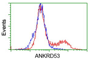 ab111899 at 1/100 dilution staining ANKRD53 in HEK293T cells transfected with either ANKRD53 overexpression plasmid (red) or empty vector control plasmid (blue) by flow cytometry.