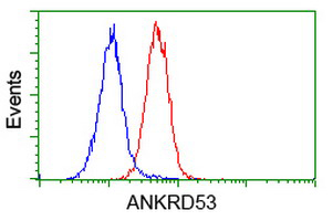 ab119189 at 1/100 dilution staining ANKRD53 in HeLa cells by Immunofluorescence.