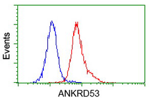 ab119189 at 1/100 dilution staining ANKRD53 in Jurkat cells by Immunofluorescence.