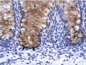 Ab33061, at 4 µg/ml, staining Annexin A1 in paraffin embedded human intestine tissue sections by Immuonhistochemistry. The arrows indicate the positively labelled cells (epithelial cells of intestinal glands). Magnification: 400X.Ab33061, at 4 µg/ml, staining Annexin A1 in paraffin embedded human intestine tissue sections by Immuonhistochemistry. The arrows indicate the positively labelled cells (epithelial cells of intestinal glands). Magnification: 400X.