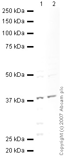 All lanes : Anti-Annexin A1 antibody (ab47661) at 1 µg/mlLane 1 : THP1 (Human acute monocytic leukemia cell line) Whole Cell Lysate (ab7913)Lane 2 : MOLT4 (Human acute lymphoblastic leukemia cell line) Whole Cell Lysate Lysates/proteins at 10 µg per lane.SecondaryIRDye 680 Conjugated Goat Anti-Rabbit IgG (H+L) at 1/10000 dilutionPerformed under reducing conditions.