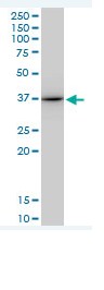 Anti-Annexin A1 antibody (ab88060) at 5 µg/ml + HepG2 cell lysate at 50 µgSecondaryGoat Anti-Mouse IgG at 1/5000 dilution