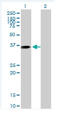 All lanes : Anti-Annexin A1 antibody (ab88060) at 5 µg/mlLane 1 : transfected 293T cell line Lane 2 : non transfected 293T cell line Lysates/proteins at 25 µg per lane.SecondaryGoat Anti-Mouse IgG at 1/5000 dilution