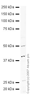 Anti-Annexin A1 antibody (ab46686) at 1/250 dilution + THP1 (Human acute monocytic leukemia cell line) Whole Cell Lysate (ab7913) at 10 µgSecondaryIRDye 680 Conjugated Goat Anti-Rabbit IgG (H+L) at 1/10000 dilutionPerformed under reducing conditions.
