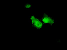 ab118060 at 1/100 dilution staining Annexin A1 in COS7 cells transiently transfected by pCMV6-ENTRY Annexin A1 by Immunofluorescence.