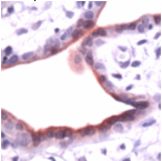 Ab41831 staining human Annexin A1 in human placenta by immunohistochemistry using formalin fixed, paraffin embedded tissue.