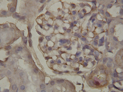 ab65844 staining Annexin A1 in rat kidney tissue sections by IHC-P (Formaldehyde/PFA-fixed, paraffin-embedded immunohistochemistry).