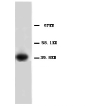 Anti-Annexin A1 antibody - Carboxyterminal end (ab65844) + HeLa cell lysate